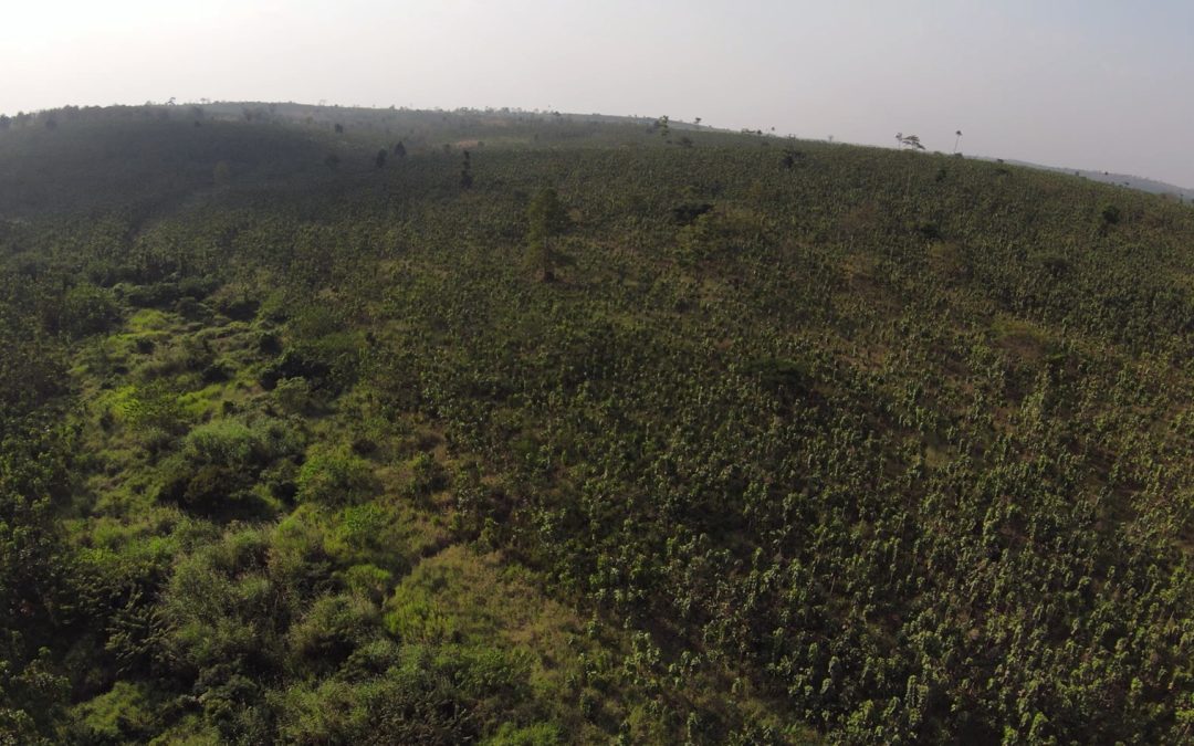 How insurance innovation could unlock billions for nature-based climate solutions